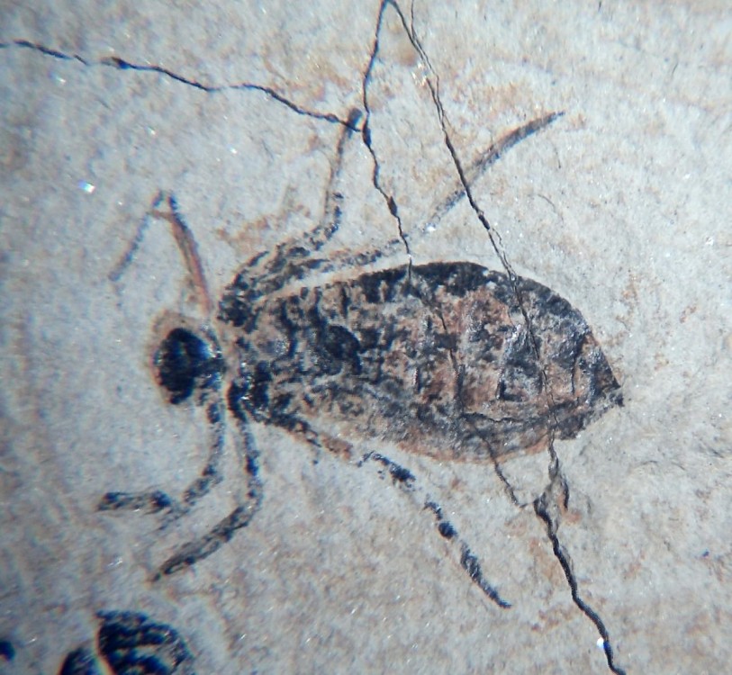 Larve de libellule 4.jpg