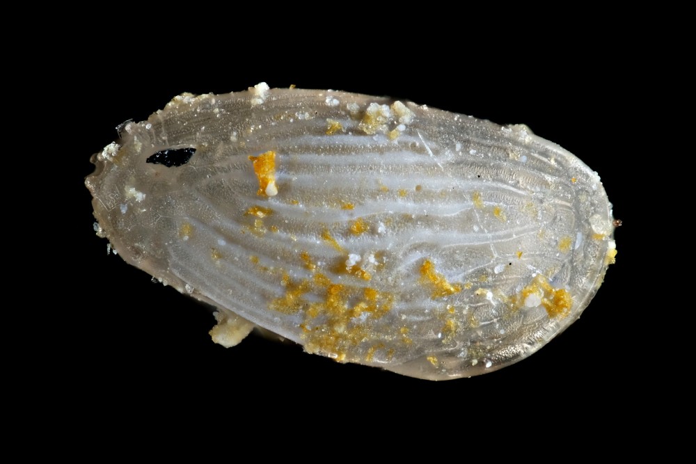 Luttien-Montmirail-Ostracode4-Largeur0_8mm.thumb.jpg.f66c36403656a199d729bdcecb52dfd4.jpg