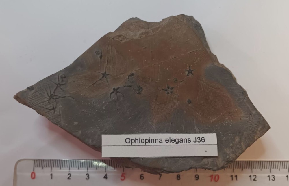 Ophiopinna elegans.jpeg