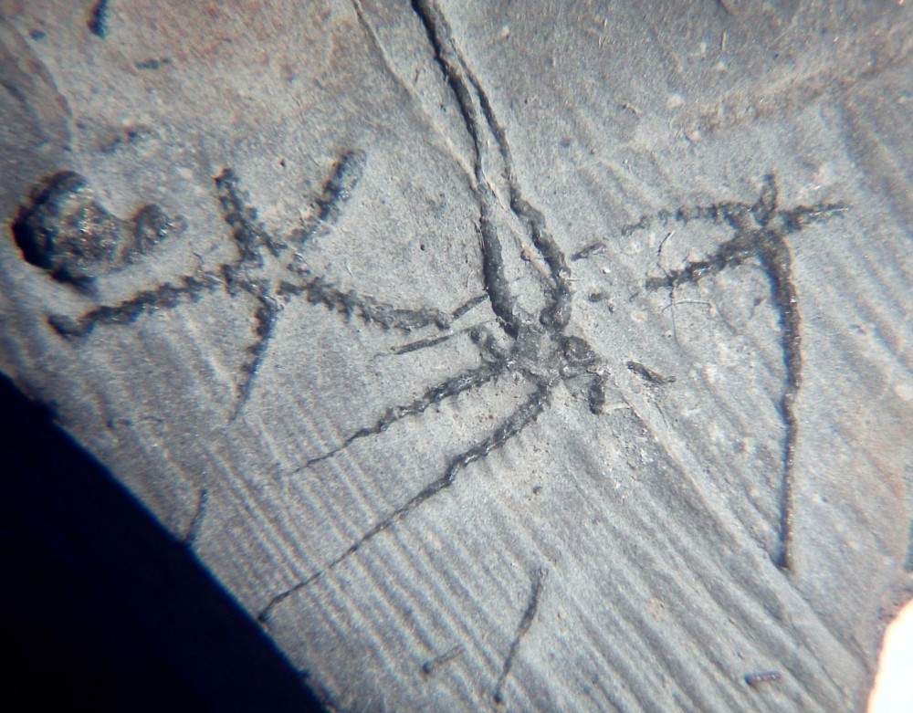 Ophiopinna elegans 1.jpg