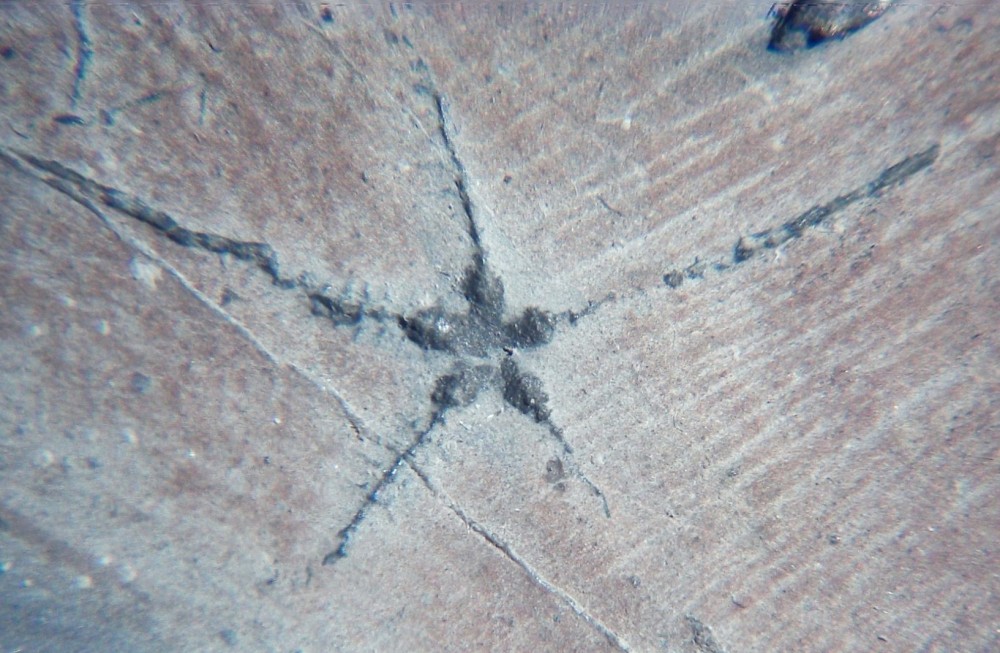 Ophiopinna elegans 2.jpg