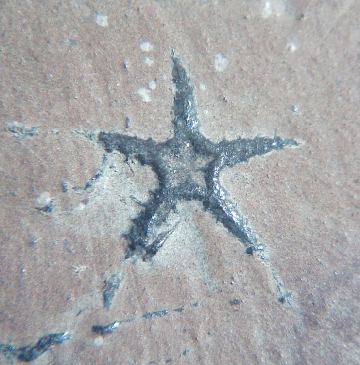 Ophiopinna elegans 4.jpg