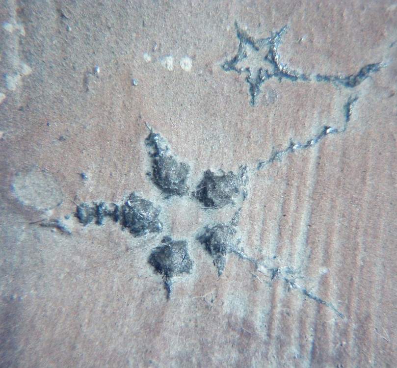 Ophiopinna elegans 5.jpg