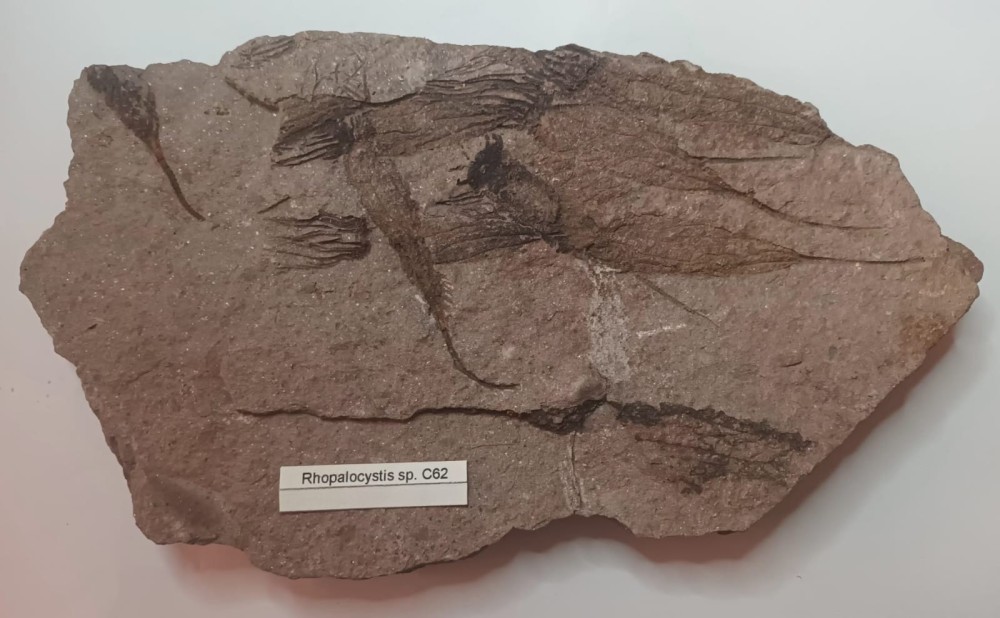 Rhopalocystis sp..jpeg