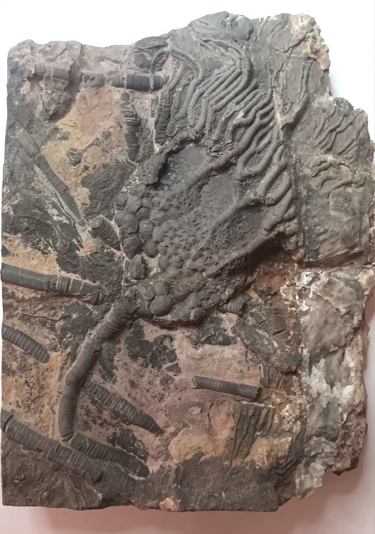 Scyphocrinites sp. Aff. Elegans.jpeg