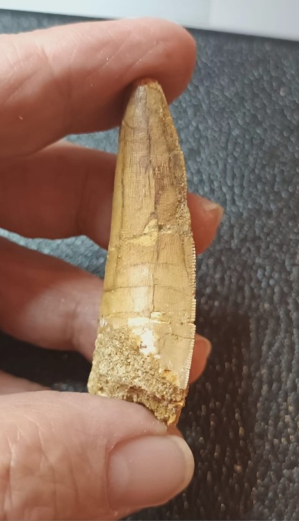 WhatsApp Image 2026-03-21 at 09.17.26.jpeg