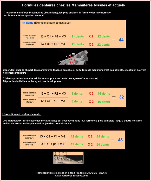 formule_dentaire_mammif.jpg