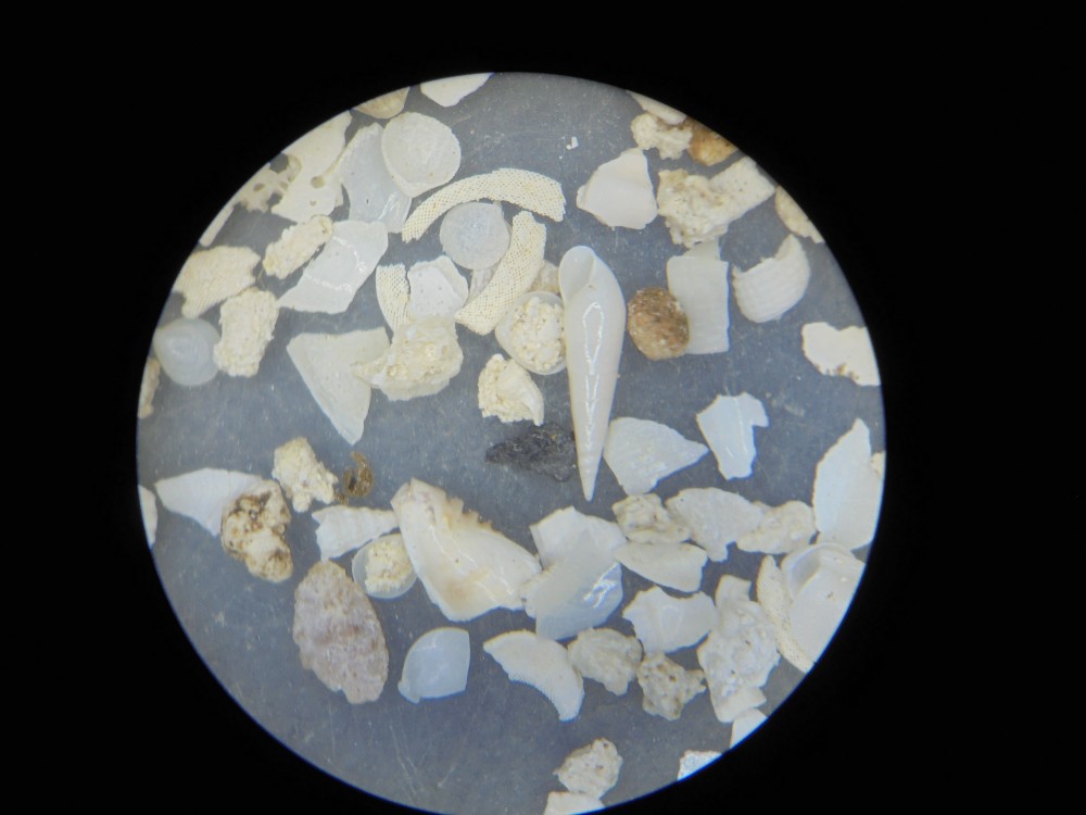 micro_fercourt_mai_2025 (3).JPG