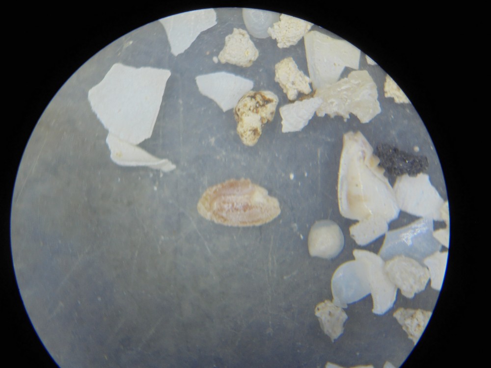 micro_fercourt_mai_2025 (4).JPG