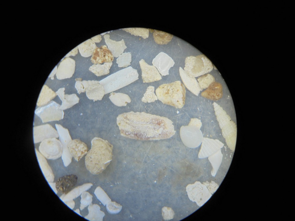 micro_fercourt_mai_2025 (5).JPG