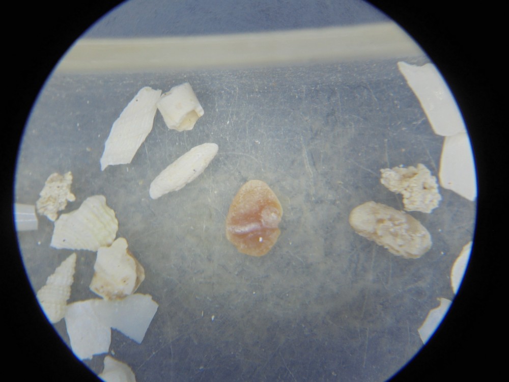 micro_fercourt_mai_2025 (6).JPG