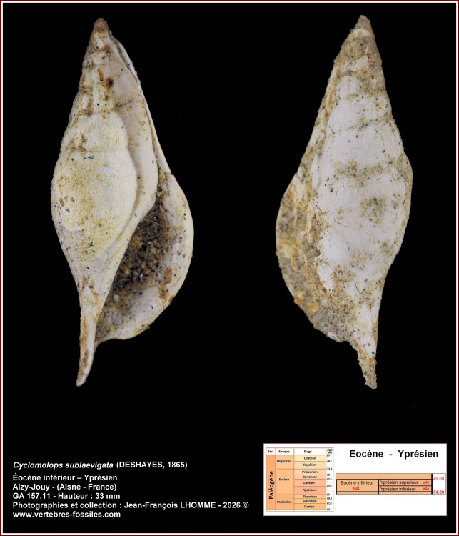 pl_cyclomolops sublaevigata_aizy.jpg