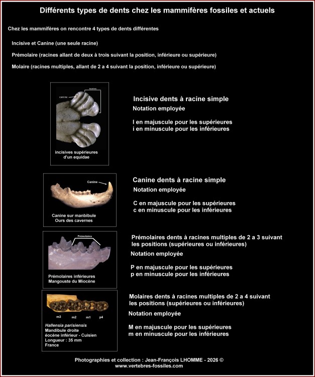 types_de_dents_mammiferes.jpg