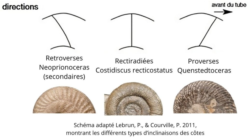 Amphiope bioculata Burdiaglien - Istres, Etant de Berre_20260321_195357_0000.jpg