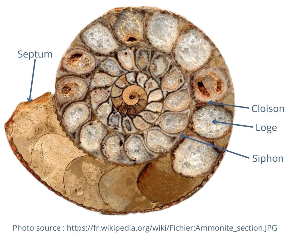 Amphiope bioculata Burdiaglien - Istres, Etant de Berre_20260321_195421_0000.jpg