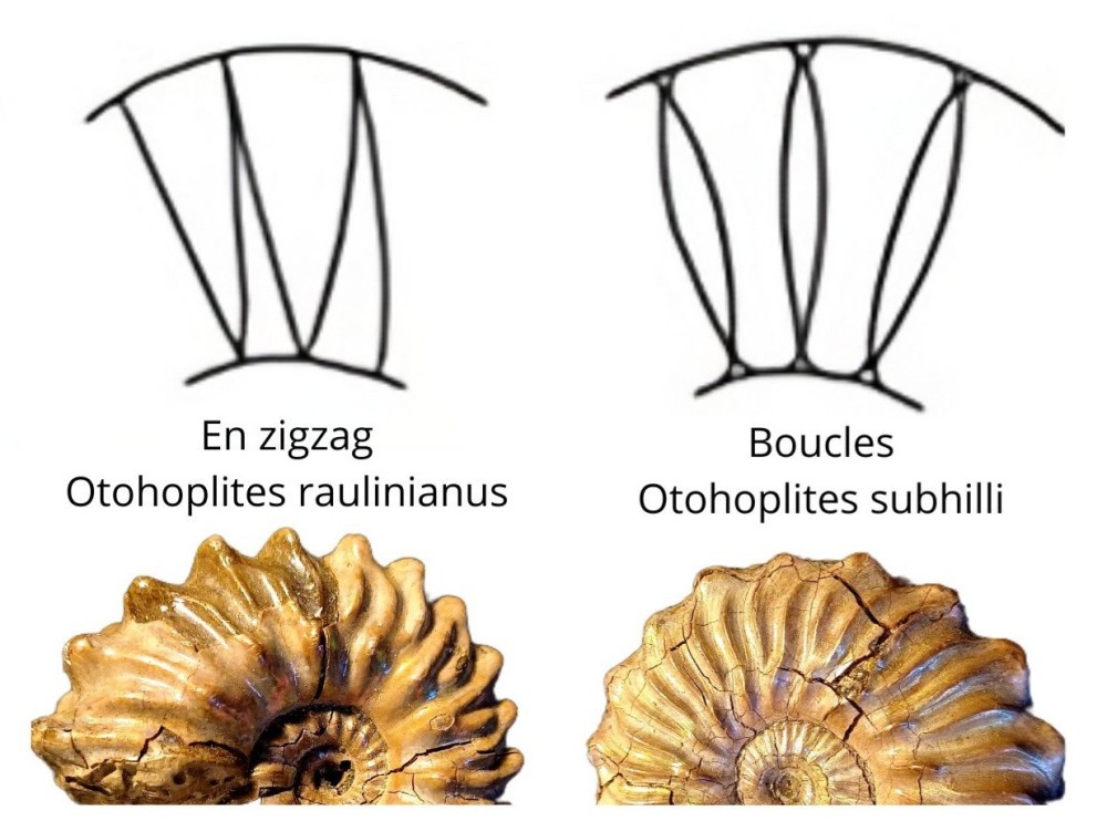 Amphiope bioculata Burdiaglien - Istres, Etant de Berre_20260321_222348_0000.jpg