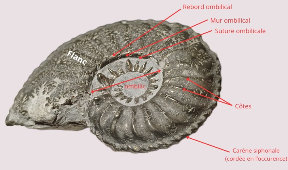Amphiope bioculata Burdiaglien - Istres, Etant de Berre_20260322_114818_0000.jpg