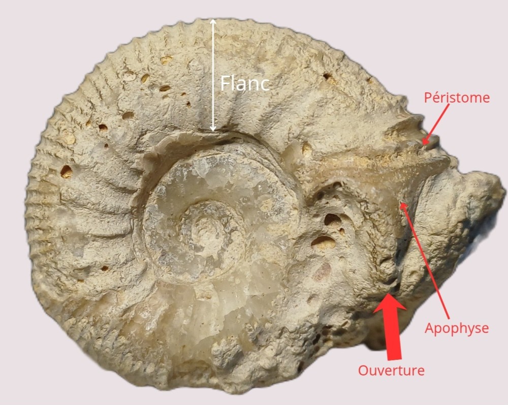 Amphiope bioculata Burdiaglien - Istres, Etant de Berre_20260322_114830_0000.jpg