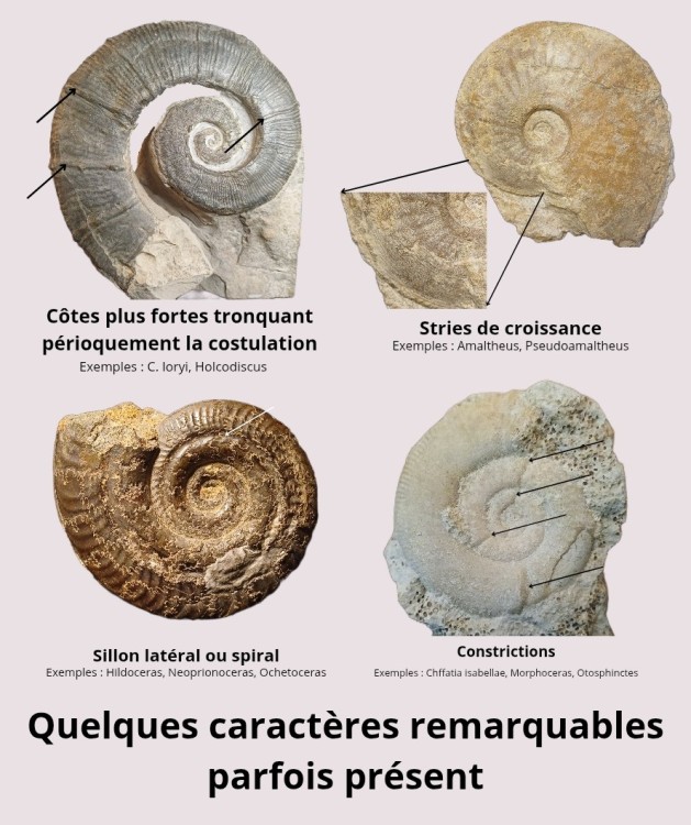 Amphiope bioculata Burdiaglien - Istres, Etant de Berre_20260326_091747_0000.jpg