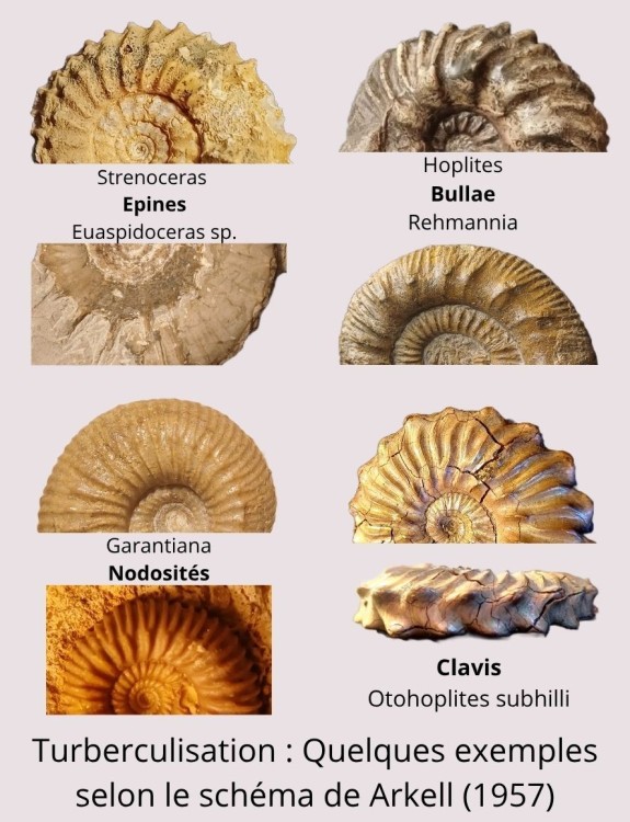 Amphiope bioculata Burdiaglien - Istres, Etant de Berre_20260326_091811_0000.jpg