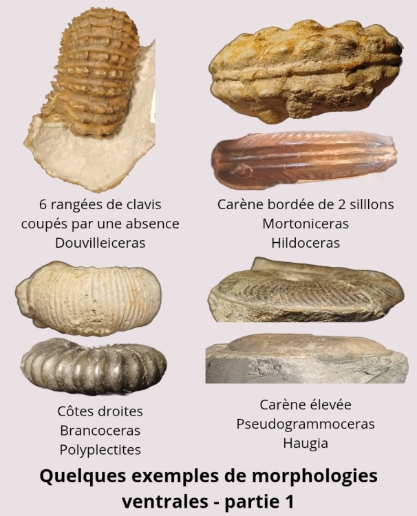 Amphiope bioculata Burdiaglien - Istres, Etant de Berre_20260404_203337_0000.jpg