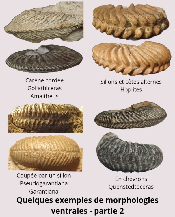 Amphiope bioculata Burdiaglien - Istres, Etant de Berre_20260404_203337_0001.jpg