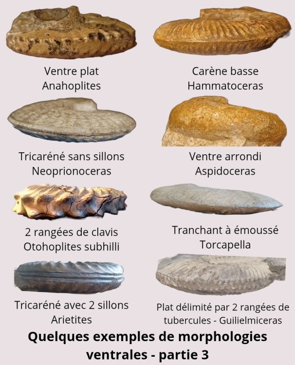 Amphiope bioculata Burdiaglien - Istres, Etant de Berre_20260404_203337_0002.jpg