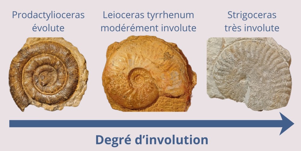 Amphiope bioculata Burdiaglien - Istres, Etant de Berre_20260405_192752_0000.jpg