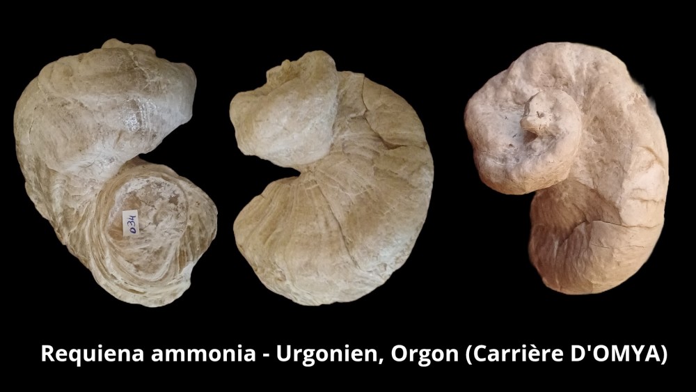 Amphiope bioculata Burdiaglien - Istres, Etant de Berre_20260416_223410_0000.jpg