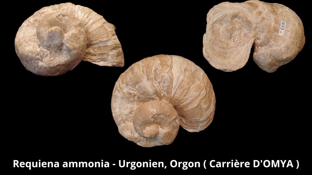 Amphiope bioculata Burdiaglien - Istres, Etant de Berre_20260416_223410_0001.jpg