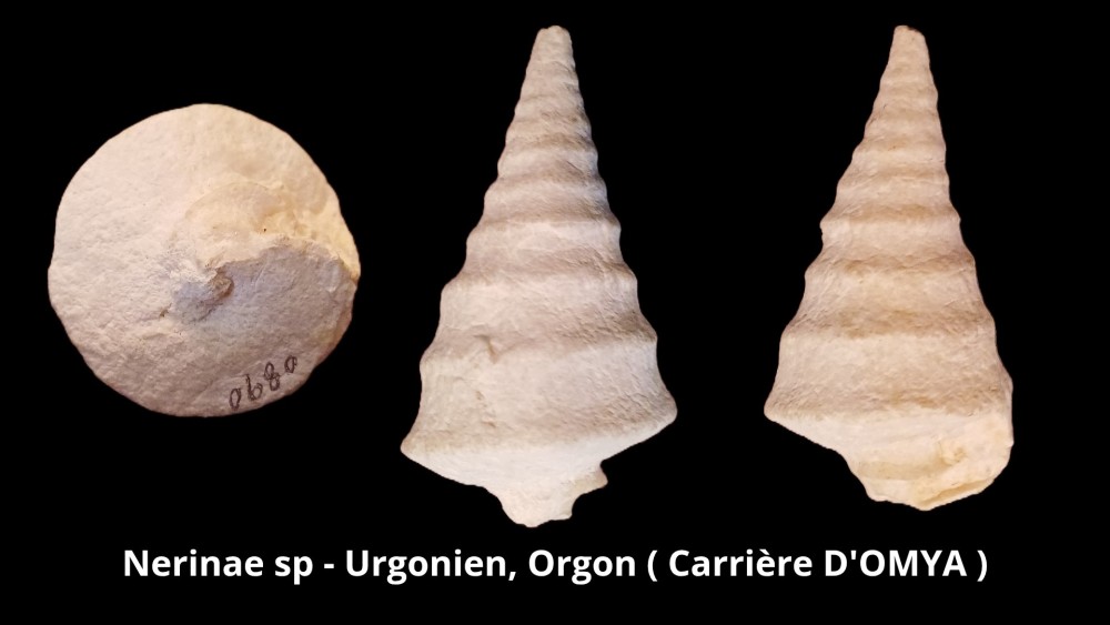 Amphiope bioculata Burdiaglien - Istres, Etant de Berre_20260416_223410_0002.jpg