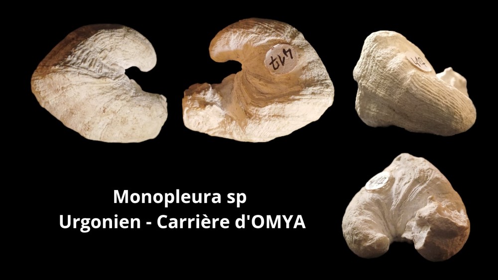 Amphiope bioculata Burdiaglien - Istres, Etant de Berre_20260416_223410_0003.jpg