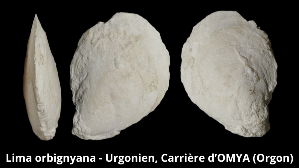 Amphiope bioculata Burdiaglien - Istres, Etant de Berre_20260416_223410_0004.jpg