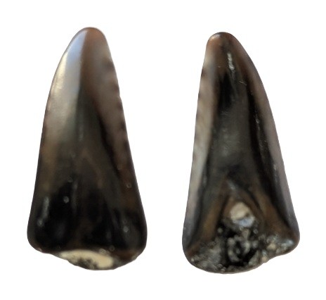 DentSphyraenaolisiponensis.jpg.8e6d0ca8ecd2eb34855db5aa7ed2d5c1.jpg