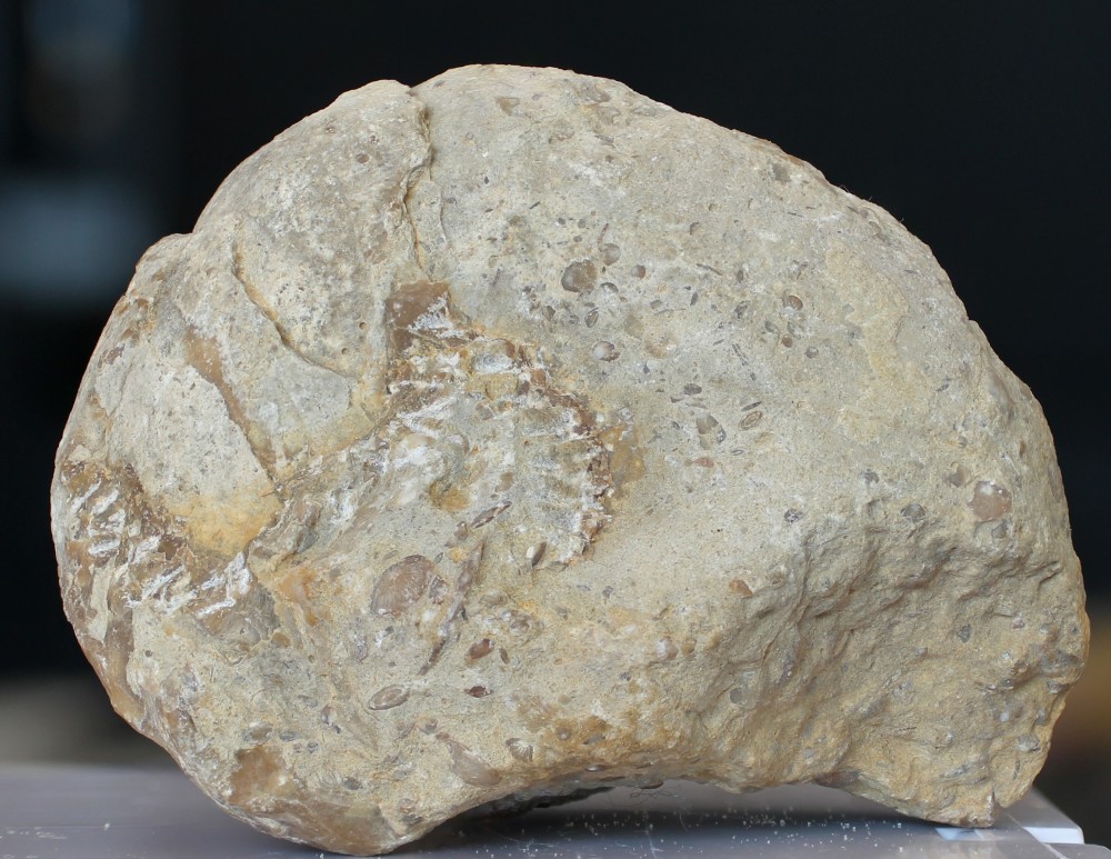 moule interne nummulitique 1.jpg