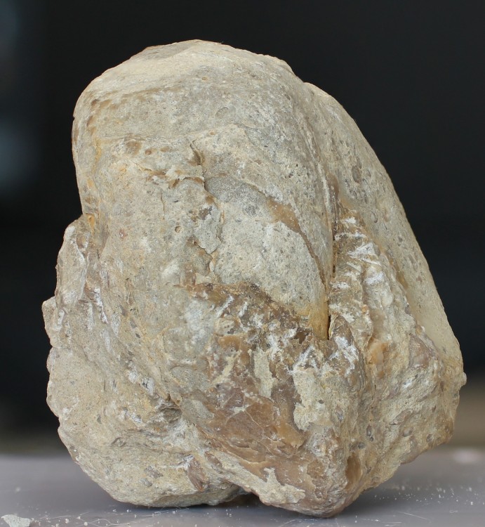 moule interne nummulitique 2.jpg