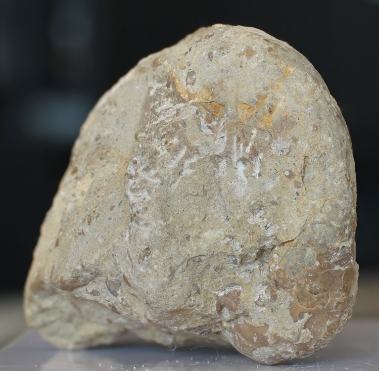 moule interne nummulitique 3.jpg