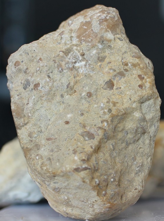 moule interne nummulitique 4.jpg