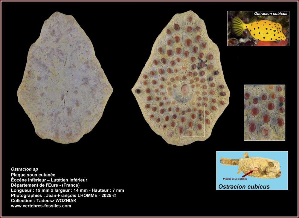 pl_ostracion_vexin_france.jpg
