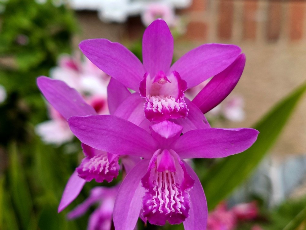 Bletillastriata.thumb.jpg.e943bffb2a0193aa3aa1be6d1f058f5f.jpg