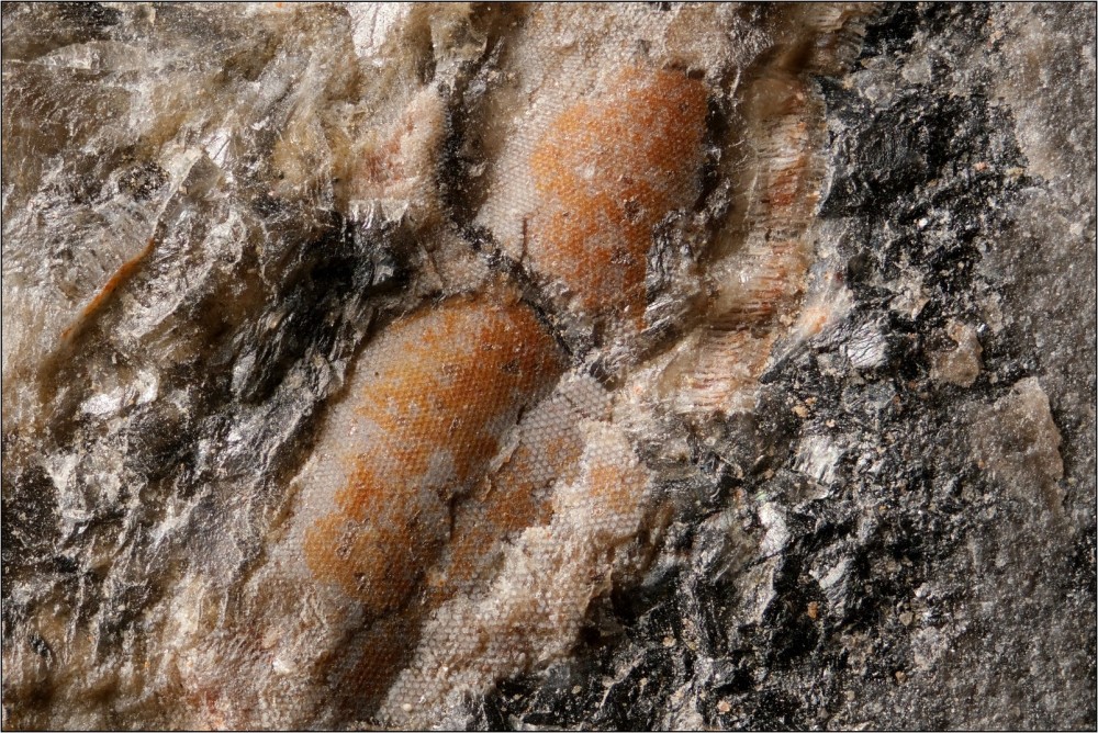 Callovien-LaVoulte-Dollocarisingens-P3014b-Hfov4_8mm.thumb.jpg.2e45a510a340c8e6fc61a176462889dd.jpg