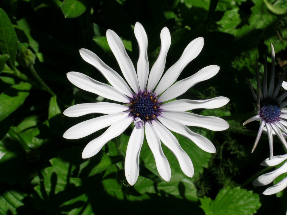 DSCN0762.thumb.JPG.be0e4424f5f10ee6a14364868a153ac4.JPG