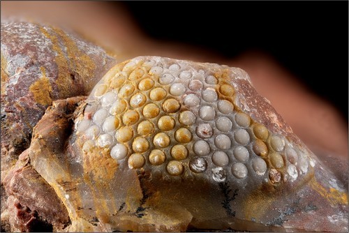 Dem-MN-Oeilphacopid-Hfov9_6mm.jpg.75bfada093202f5b553c2afab97fe68f.jpg