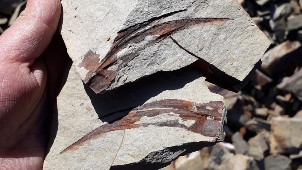 Fragmentsdetrilobitesdegrandetaille.thumb.jpg.c07fc8f27d1c2f78890e9a5fcab90f54.jpg