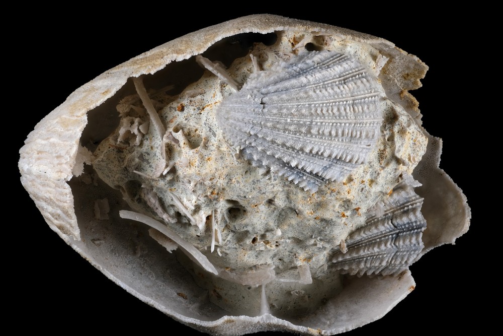 Pliensbachien-Malicornay-Bivalve-1-Hfov38mm.thumb.jpg.d9810115c93f4572d4f0157d4ad60627.jpg