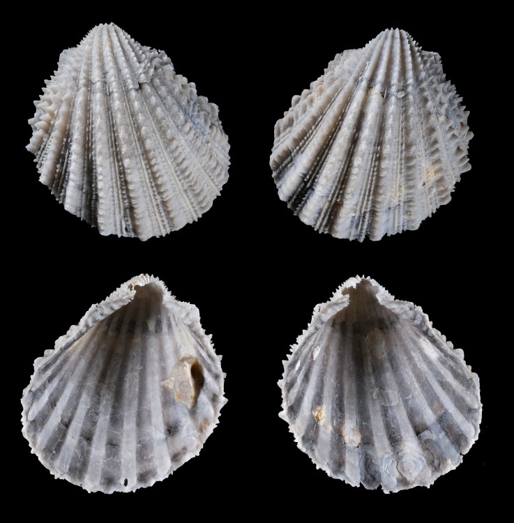 Pliensbachien-Malicornay-Bivalve-5-Hauteur12mm.thumb.jpg.44ce3596cb19abd7462da7a53842a16d.jpg