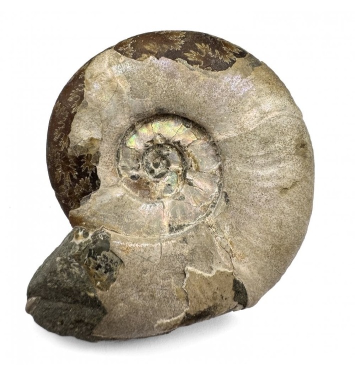 cretaceous-ammonite-from-madagascar-sku-a3296-puzosia-planulata-p13072-38635_image-1.thumb.jpg.2eba43e4ff093ce9c072382dd8d137b3.jpg