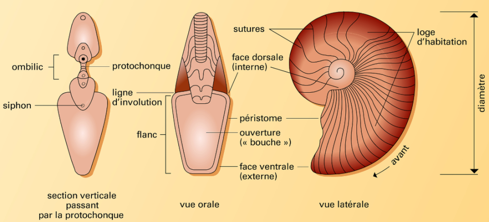 image.thumb.png.1db914b410bf24f95d58e1135c32ad28.png