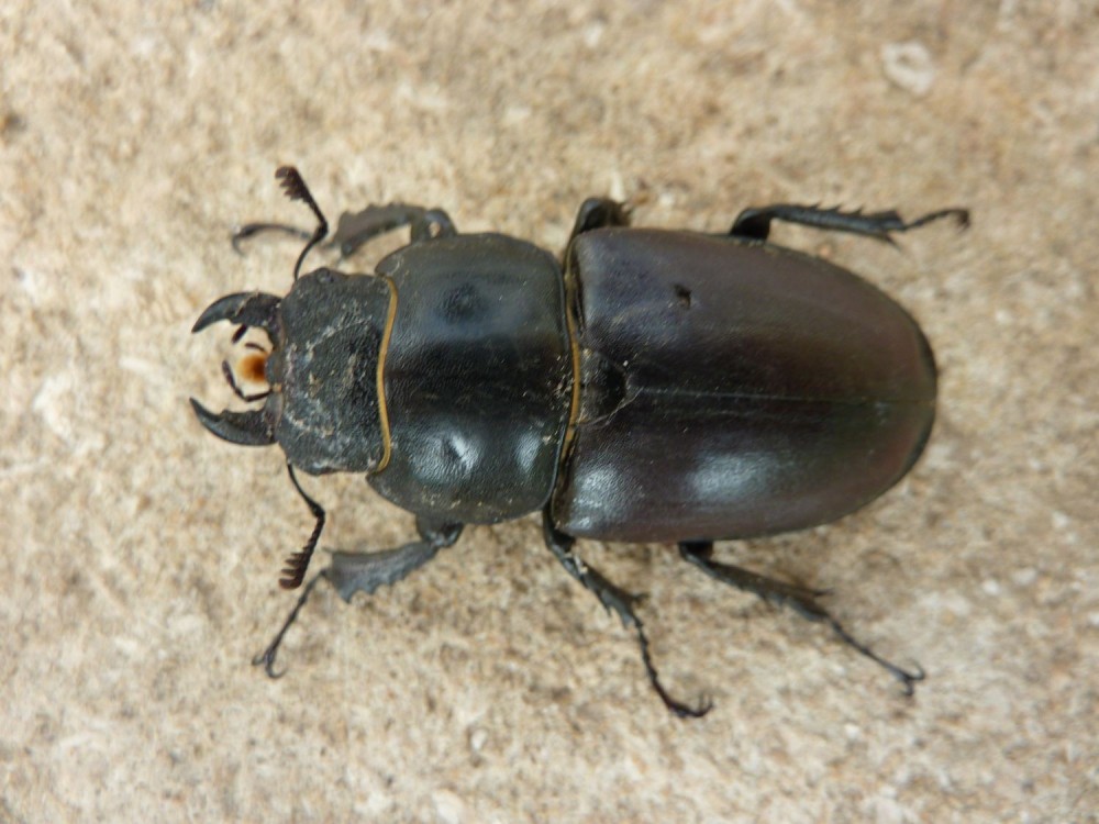lucanefemelle.thumb.jpg.c479f6dc8562c18bf76c5afe3d96fbee.jpg