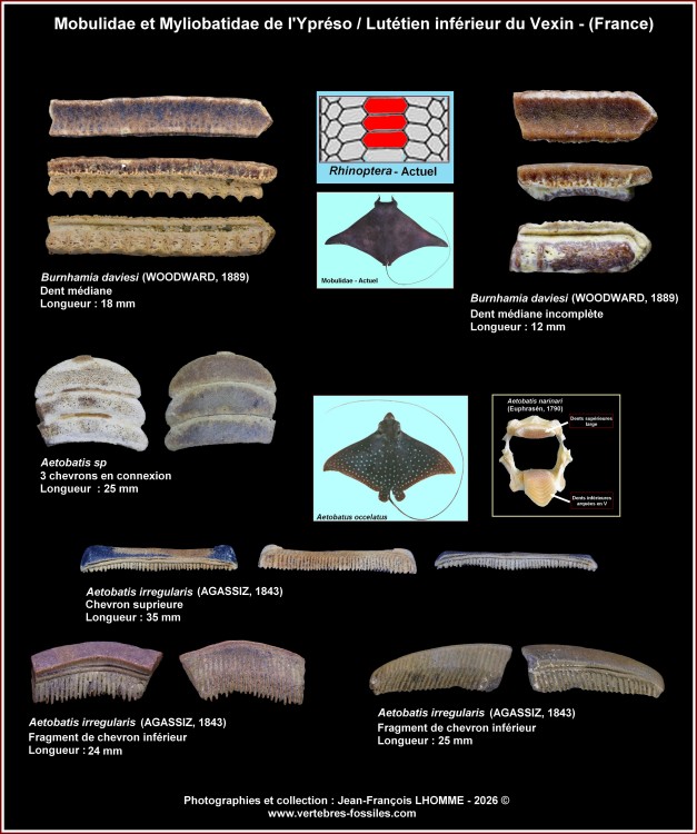 pl_batoides_ypreso_lutinf_vexin_1.thumb.jpg.943b64a63478d1d113f23ba741aa1240.jpg